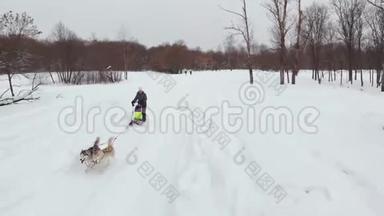 西伯利亚<strong>哈士奇</strong>在狗队。 在森林里奔跑。 在雪橇上骑着西伯利亚<strong>哈士奇</strong>狗队